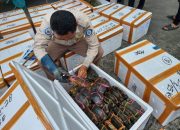 9,3 Ton Kepiting Bakau Hidup asal Kaltim Diekspor ke Tiga Negara