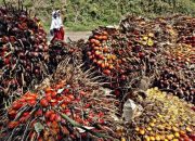 Harga TBS Sawit Meningkat dari 16 hingga 31 Desember