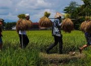 Wakil Menteri Pertanian Ungkap Produksi Beras yang Melimpah, Serapan Gabah pada April 2025 Ditargetkan Mencapai 2 Juta Ton