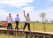 Serapan Beras Bulog Periode Januari–Mei 2025 Mencapai Rekor Tertinggi dalam 57 Tahun Tanpa Bantuan Impor
