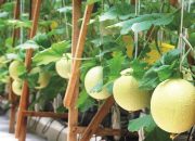 6 Ribu Bibit Melon Ditanam, Teluk Pandan Diproyeksikan Jadi Sentra Hortikultura