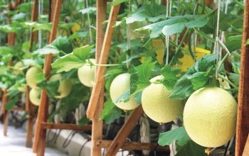 6 Ribu Bibit Melon Ditanam, Teluk Pandan Diproyeksikan Jadi Sentra Hortikultura