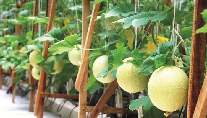 6 Ribu Bibit Melon Ditanam, Teluk Pandan Diproyeksikan Jadi Sentra Hortikultura