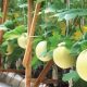 6 Ribu Bibit Melon Ditanam, Teluk Pandan Diproyeksikan Jadi Sentra Hortikultura