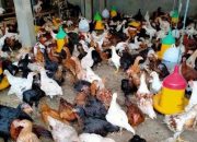 Peternakan Ayam Rakyat Tumbuh Pesat, Pemkab Kutai Timur Dukung Penguatan Ekonomi Desa
