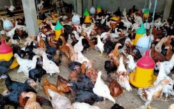 Peternakan Ayam Rakyat Tumbuh Pesat, Pemkab Kutai Timur Dukung Penguatan Ekonomi Desa