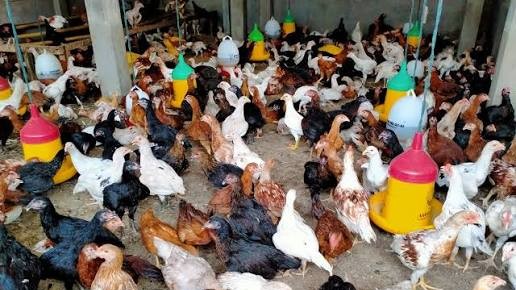 Peternakan Ayam Rakyat Tumbuh Pesat, Pemkab Kutai Timur Dukung Penguatan Ekonomi Desa