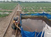 Tanaman semangka membutuhkan bantuan air agar tak mengering di musim kemarau
