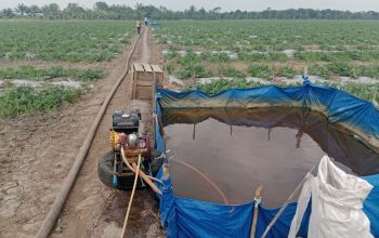 Tanaman semangka membutuhkan bantuan air agar tak mengering di musim kemarau