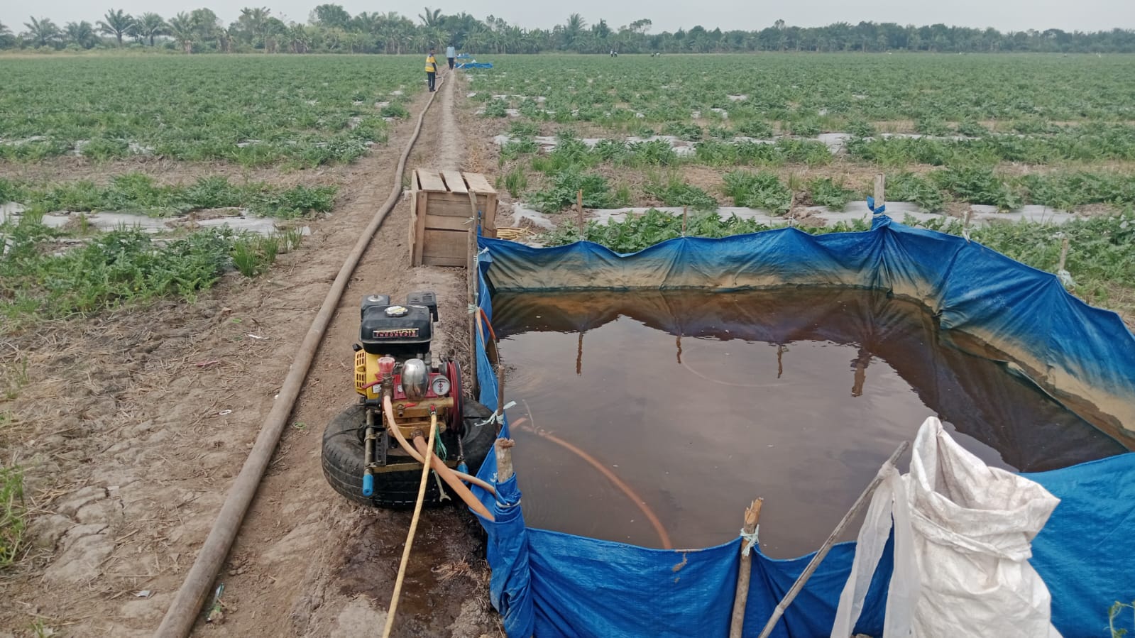 Tanaman semangka membutuhkan bantuan air agar tak mengering di musim kemarau