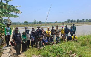 Demplot pertanian modern di Desa Sesulu