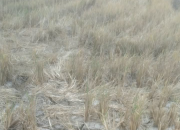 Kemarau Panjang Ancam Panen Petani PPU, Sawah Tadah Hujan Jadi Sorotan