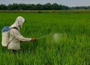 Distan PPU melakukan penyesuaian rencana bantuan herbisida berdasarkan hasil identifikasi di lapangan