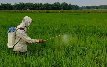 Distan PPU melakukan penyesuaian rencana bantuan herbisida berdasarkan hasil identifikasi di lapangan