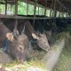 Pemkab PPU Salurkan Bantuan 361 Ekor Sapi Bali untuk 16 Kelompok Tani